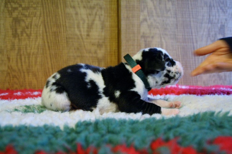 't Hof Van Mellink - Dogue allemand - Portée née le 02/11/2015