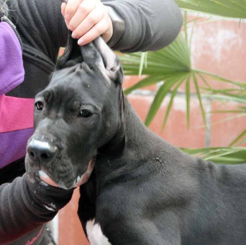 't Hof Van Mellink - Dogue allemand - Portée née le 15/12/2013